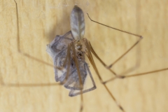 Zitterspinne mit Beute - ©Ralph Sturm