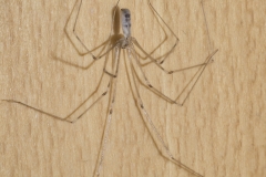 Zitterspinne - ©Ralph Sturm