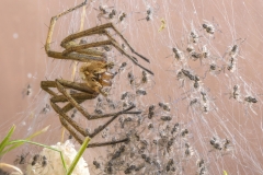 Listspinne mit Jungspinnen - ©Ralph Sturm