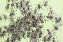 Listspinne, Spiderlinge - ©Ralph Sturm