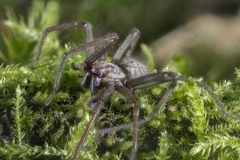 Große Winkelspinne - ©Ralph Sturm