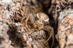 Braune Krabbenspinne - ©Ralph Sturm