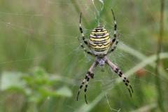 Zebraspinne - ©Ralph Sturm