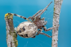 Marmorierte Kreuzspinne - ©Ralph Sturm