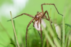 Listspinne, Eikokon - ©Ralph Sturm