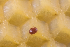 Varroamilbe - ©Ralph Sturm