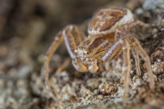 Braune Krabbenspinne - ©Ralph Sturm