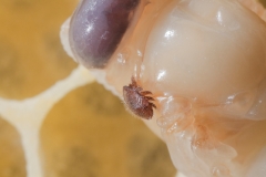 Varroamilbe auf Bienenpuppe - ©Ralph Sturm