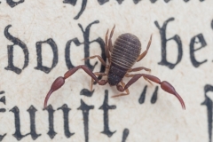Bücherskorpion - ©Ralph Sturm