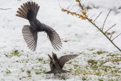 Amsel©Ralph Sturm