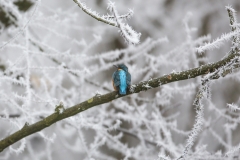 Eisvogel©Ralph Sturm
