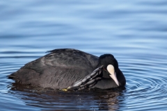 Blässhuhn©Ralph Sturm