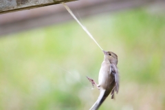 Buchfink, Weibchen©Ralph Sturm