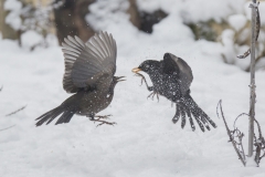 Amsel©Ralph Sturm