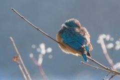 Eisvogel©Ralph Sturm