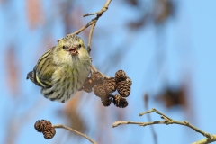 Erlenzeisig, Weibchen©Ralph Sturm