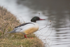 Gänsesäger©Ralph Sturm