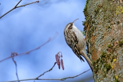 Gartenbaumläufer©Ralph Sturm