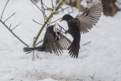 Amsel©Ralph Sturm