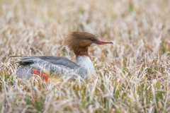 Gänsesäger, Weibchen©Ralph Sturm