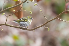 Erlenzeisig, Weibchen©Ralph Sturm