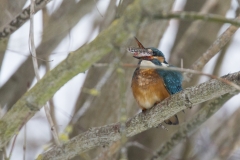 Eisvogel frisst Stichling©Ralph Sturm