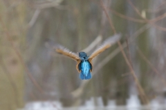 Eisvogel©Ralph Sturm