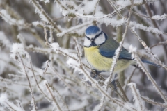 Blaumeise©Ralph Sturm