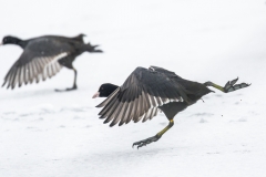 Blässhuhn©Ralph Sturm