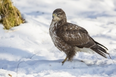 Mäusebussard©Ralph Sturm