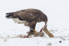 Mäusebussard©Ralph Sturm