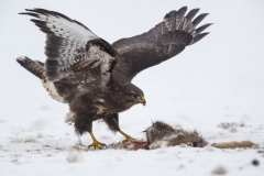 Mäusebussard©Ralph Sturm