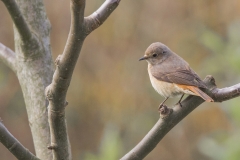 Gartenrotschwanz, Weibchen©Ralph Sturm