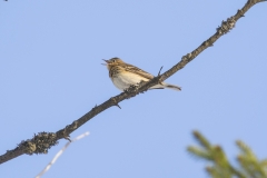 Bergpieper©Ralph Sturm