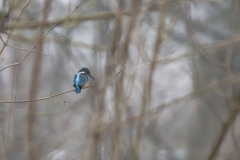 Eisvogel©Ralph Sturm