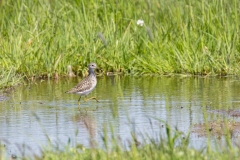 Bruchwasserläufer©Ralph Sturm