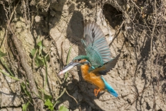 Eisvogel©Ralph Sturm