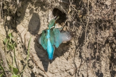 Eisvogel©Ralph Sturm