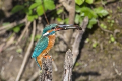 Eisvogel©Ralph Sturm