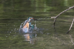 Eisvogel©Ralph Sturm