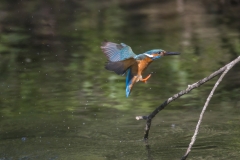Eisvogel©Ralph Sturm