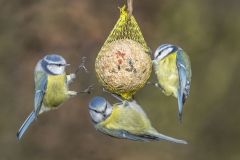 Blaumeise©Ralph Sturm