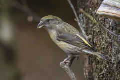 Fichtenkreuzschnabel©Ralph Sturm