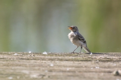 Bachstelze©Ralph Sturm