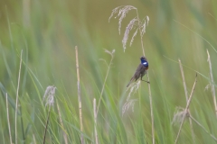 Blaukehlchen©Ralph Sturm