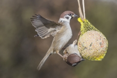 Feldsperling©Ralph Sturm