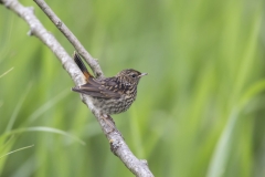 Blaukehlchen, Jungvogel©Ralph Sturm