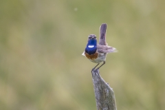 Blaukehlchen©Ralph Sturm