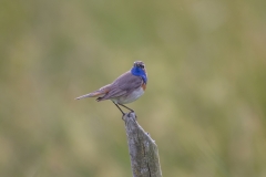 Blaukehlchen©Ralph Sturm