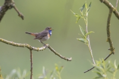Blaukehlchen©Ralph Sturm